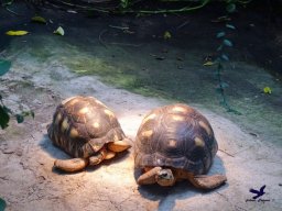 Tiergarten Schönbrunn am 03.10.2025